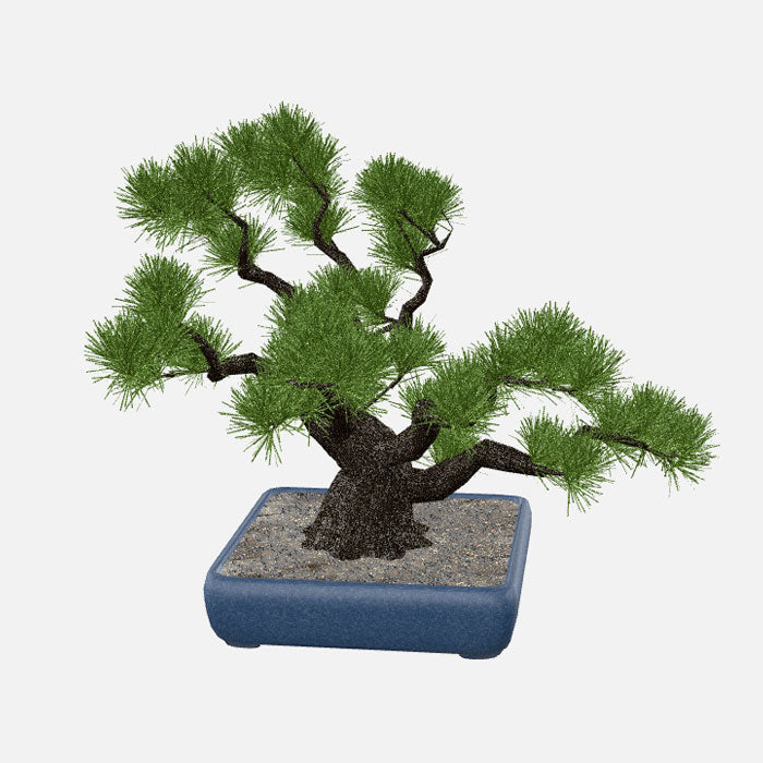 Photorealistic Bonsai Tree 3D Model – Japanese Zen Style (.c4d + .glb for Web, AR & Visualization)